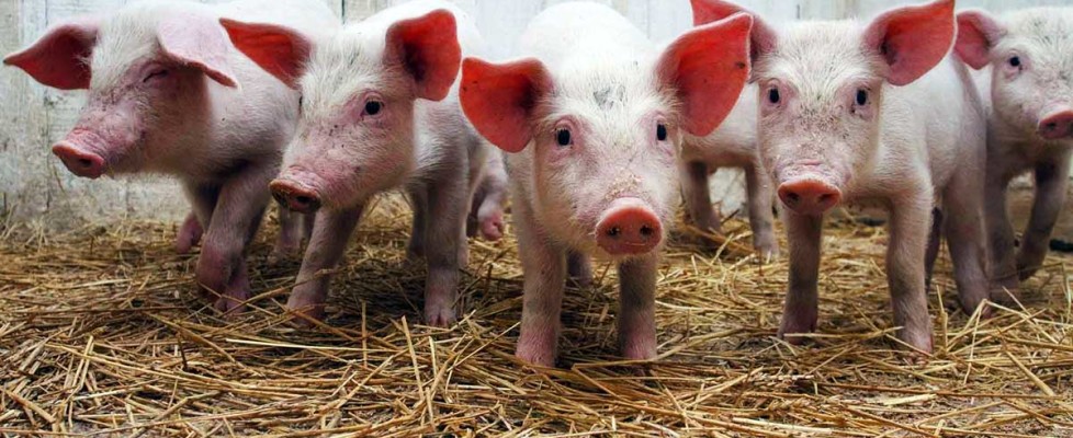 alimenti-per-animali