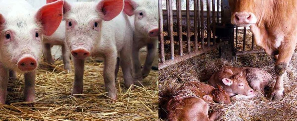 alimenti-per-animali