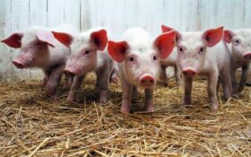 alimenti-per-animali