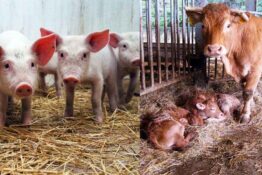 alimenti-per-animali