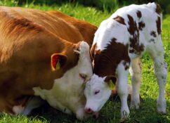 alimenti-per-animali